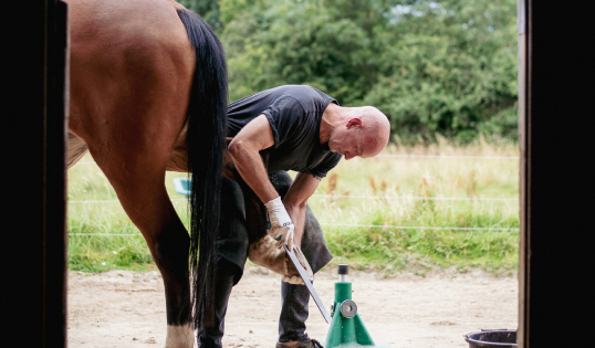 Equine podiatrist Tony McNamara trimming a barefoot horse.