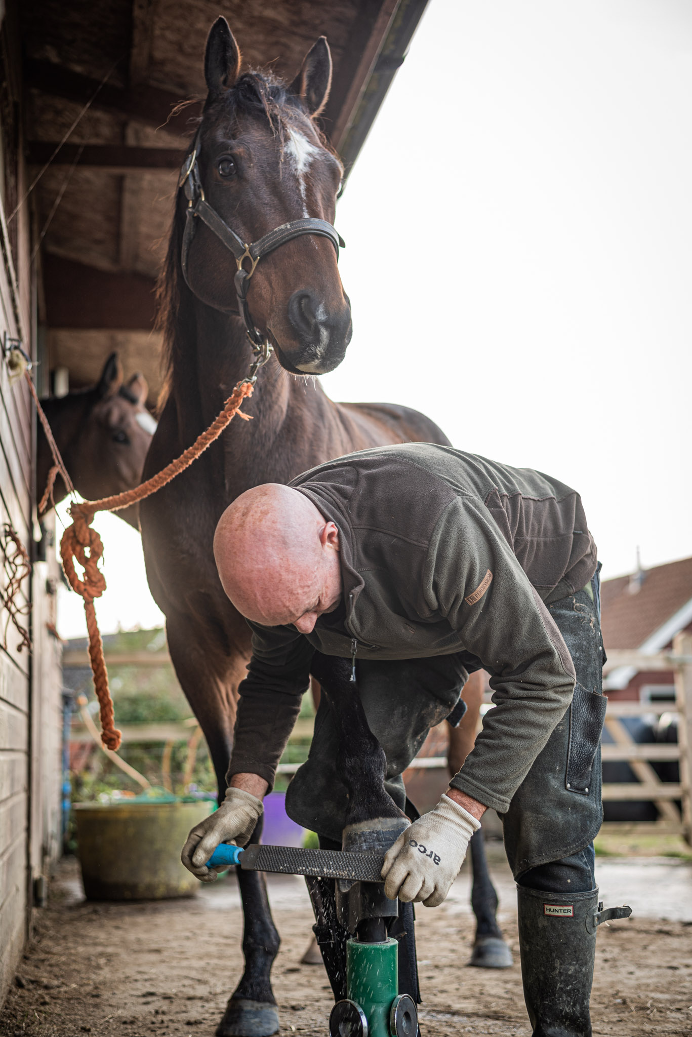 Calm horse being trimmed by a barefoot equine podiatrist