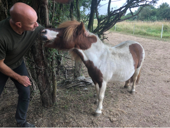 Barefoot shetland with equine podiatrist Tony McNamara in Suffolk
